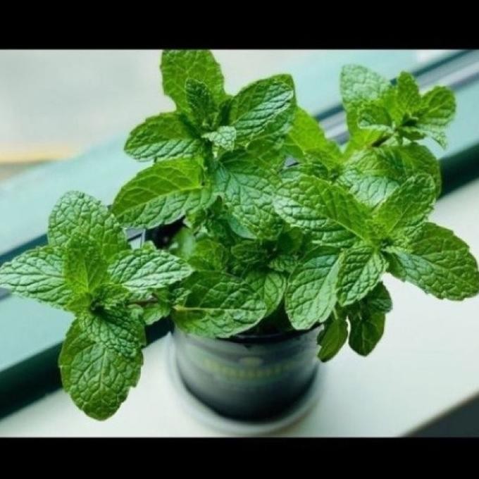 

Terlaris ( Bisa Cod ) Bibit Tanaman Daun Mint / Pohon Daun Mint Tanaman Herbal Pepermint