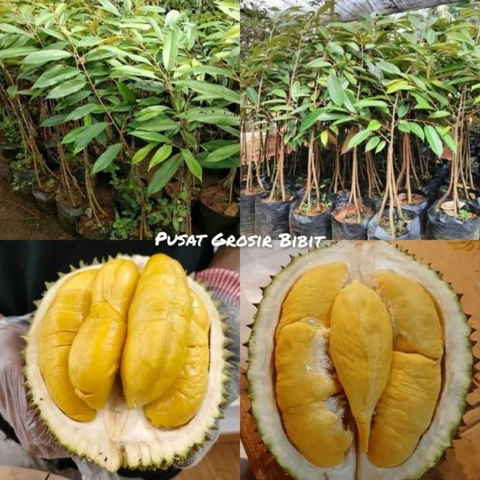 

Terlaris Bibit Durian Musangking Kaki 3