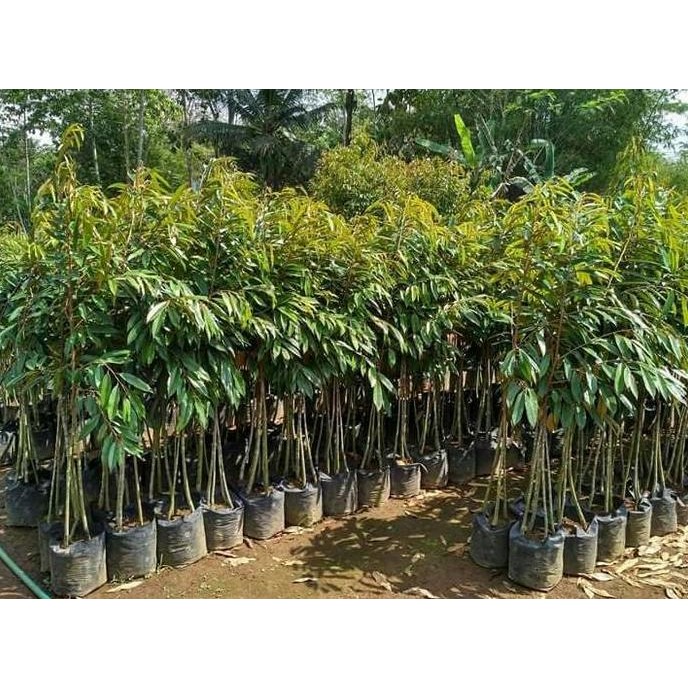 

Terlaris Bibit Durian Musangking Kaki Tiga, Bibit Buah,Bibit Pohon Durian