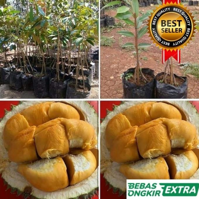 

Terlaris Bibit Durian Duri Hitam Kaki 3 Tinggi 1,5 Meter Hasil Okulasi