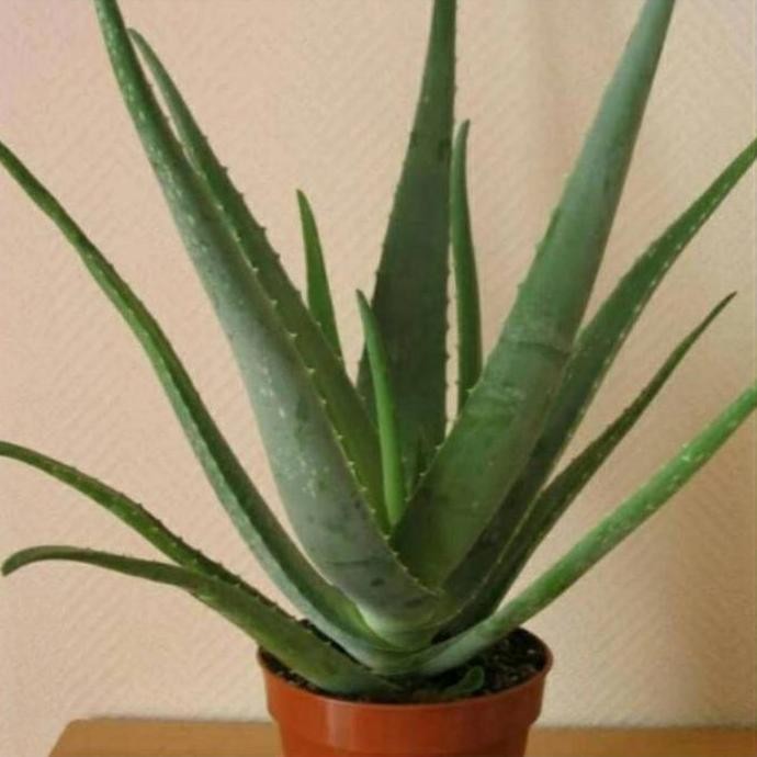 

Terlaris Bibit Lidah Buaya
