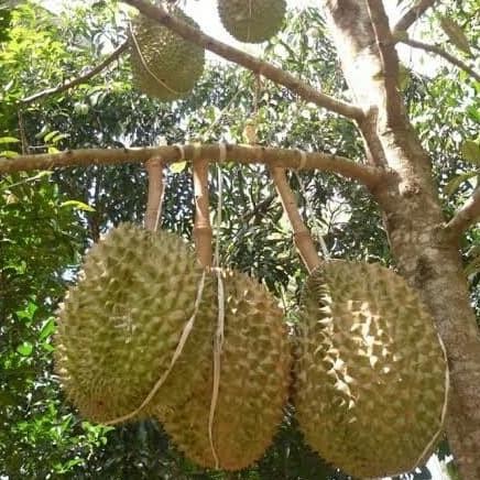 

Terlaris Bibit Durian Bawor