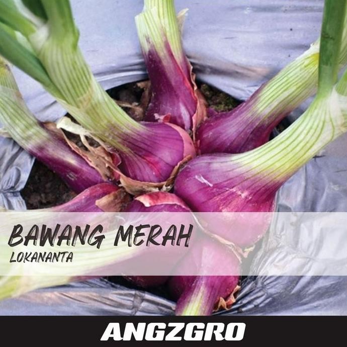

Terlaris Benih Bibit Bawang Merah Lokananta 10 Seeds