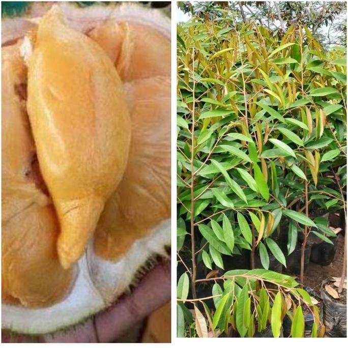 

Terlaris Bibit Pohon Buah Durian Okulasi