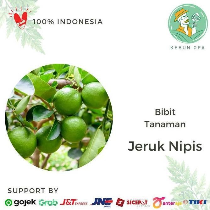 

Terlaris Bibit Tanaman Buah Jeruk Nipis Bergaransi Ax