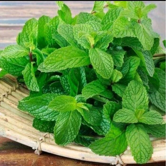 

Terlaris Bibit Tanaman Daun Mint / Pohon Daun Mint Tanaman Herbal Pepermint