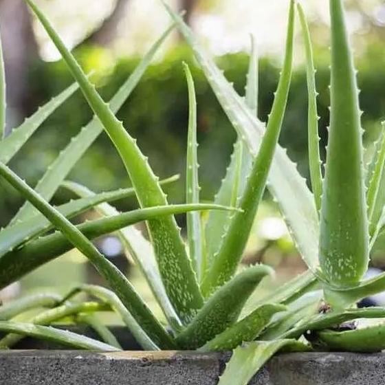 

Terlaris Bibit Tanaman Lidah Buaya Jumbo