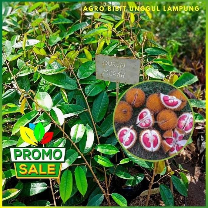 

Terlaris Bibit Durian Merah Asli Tanaman Okulasi Cepat Berbuah Pohon