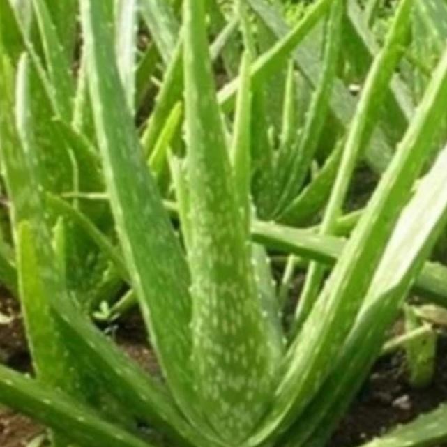 

Terlaris Bibit Lidah Buaya