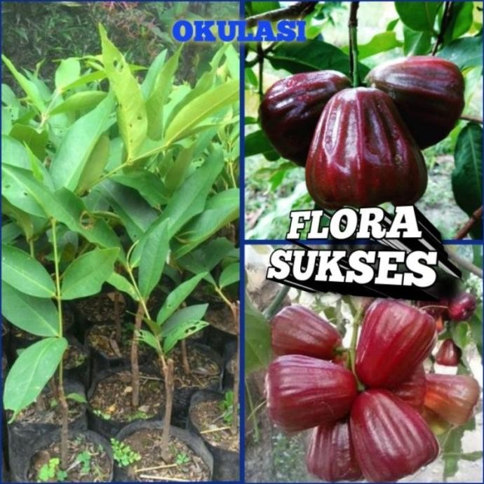 

Terlaris Tgmart Bibit Jambu Dalhari Tanaman Jambu Air Dalhari Okulasi Cepat Ber