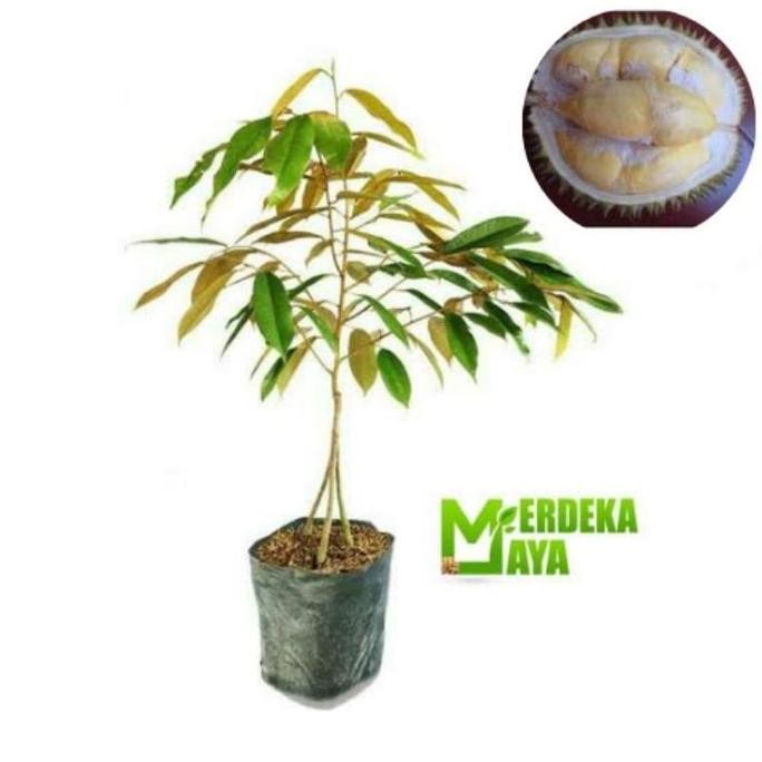 

Terlaris Terlaris Bibit Tanaman Buah Durian Bawor Kaki 3