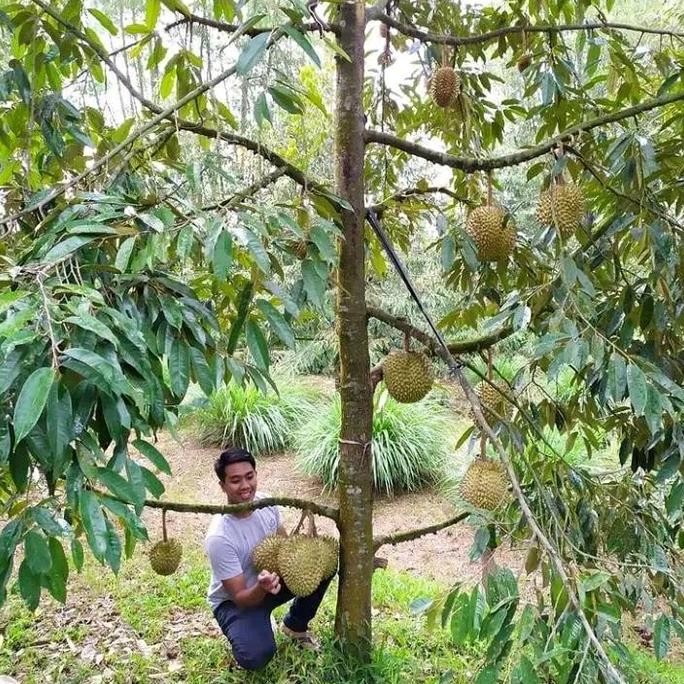 

Terlaris Bibit Durian Super Tembaga Bangka