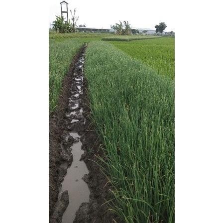 

Terlaris Rumah Bibit Siap Tanam Bawang Merah 1Kg Super Brebes 45 - 55Hari Sudah