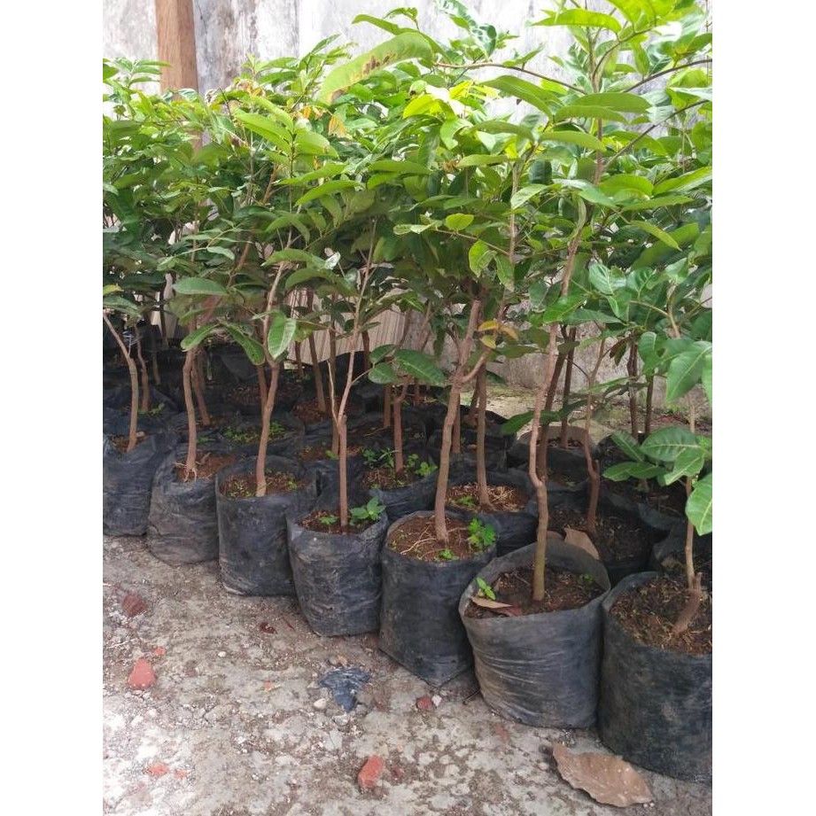 

Terlaris Bibit Tanaman Buah Klengkeng Aroma Durian Super Genjah
