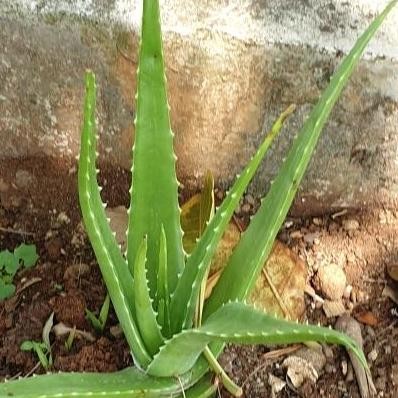 

Terlaris Bibit Tanaman Lidah Buaya Segar