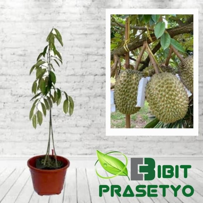 

Terlaris Bibit Durian Kumbokarno Kaki 3
