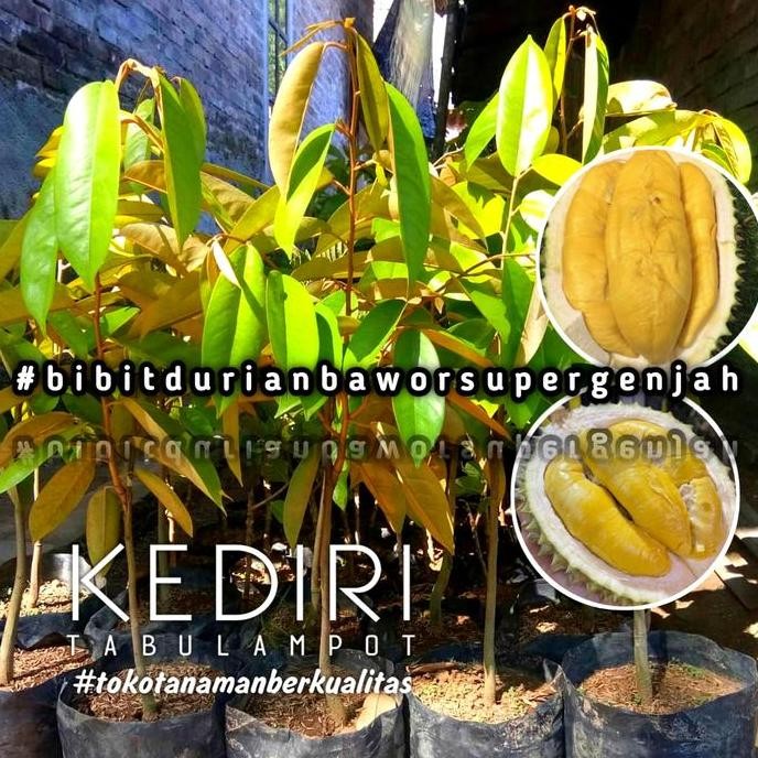 

Terlaris Bibit Durian Bawor Super Unggul Sangat Mudah Berbuah Didalampot.