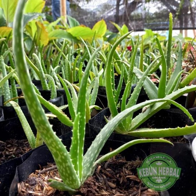 

Terlaris Terlaris Bibit Lidah Buaya/Aloe Vera