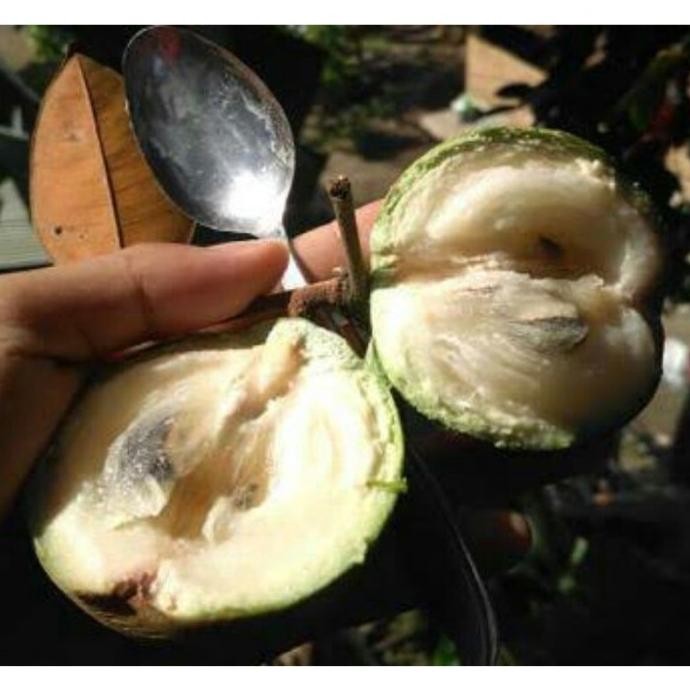

Terlaris Obral Bibit Tanaman Buah Sawo Bludru / Kenitu/ Sawo Durian /Sawo Ijo /