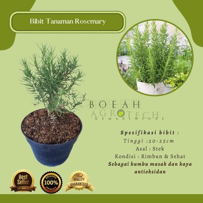 

Terlaris Ready Terlaris Bibit Tanaman Rosemary Pengusir Nyamuk Dan Bumbu Eropa Kondisi Rimbun