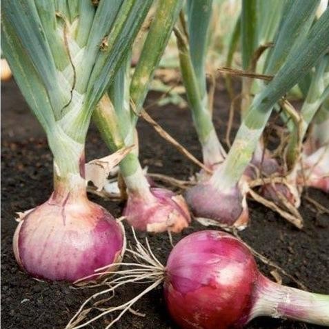 

Terlaris Terbaru 100 Biji - Benih Bibit Bawang Merah Loka F1 Unggul -