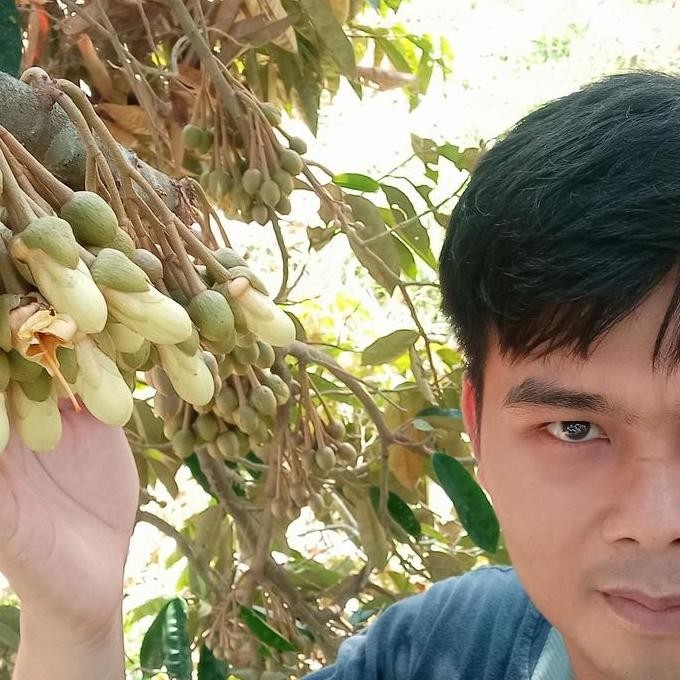 

Terlaris Bibit Durian Bawor Unggul