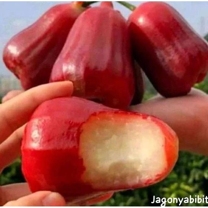 

Terlaris Bibit Jambu Citra Merah Sudah Okulasi