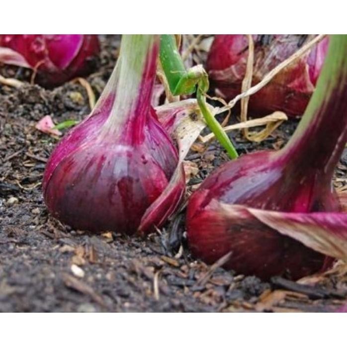 

Terlaris Cc 35 Biji Bawang Merah Lokanta Cap Pah Merah-Benih Bibit Seed