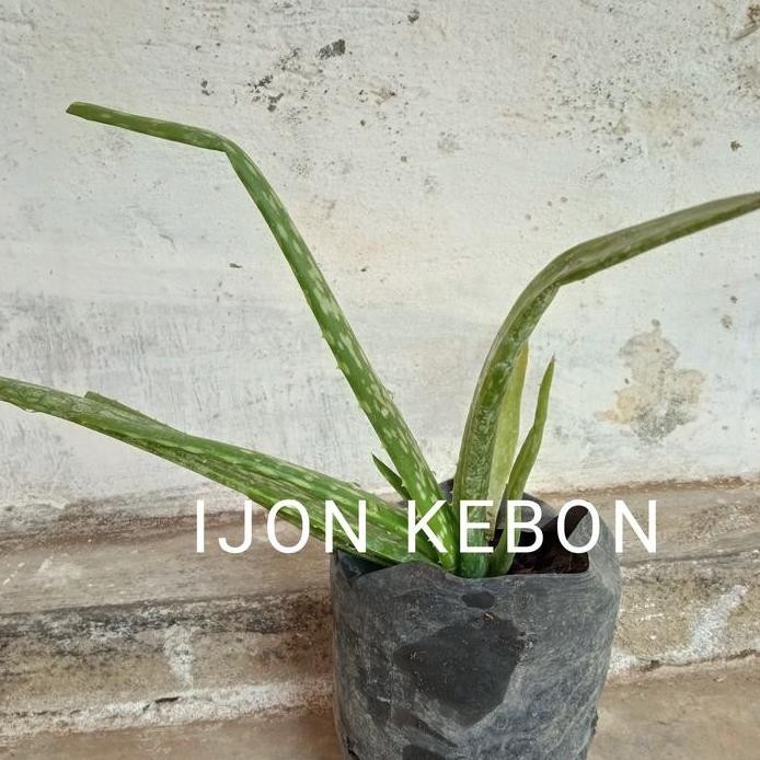 

Terlaris Bibit Tanaman Aloe Vera Lidah Buaya Asli Herbal Kaya Manfaat