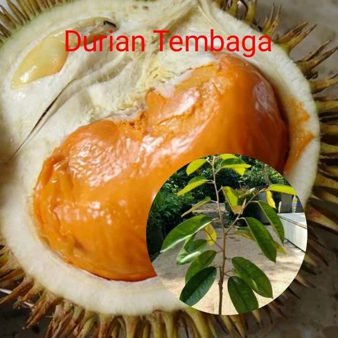 

Terlaris Bibit Durian Tembaga Super Promo