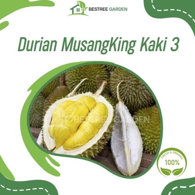 

Terlaris Bibit Durian Musangking Kaki 3 Super Unggul