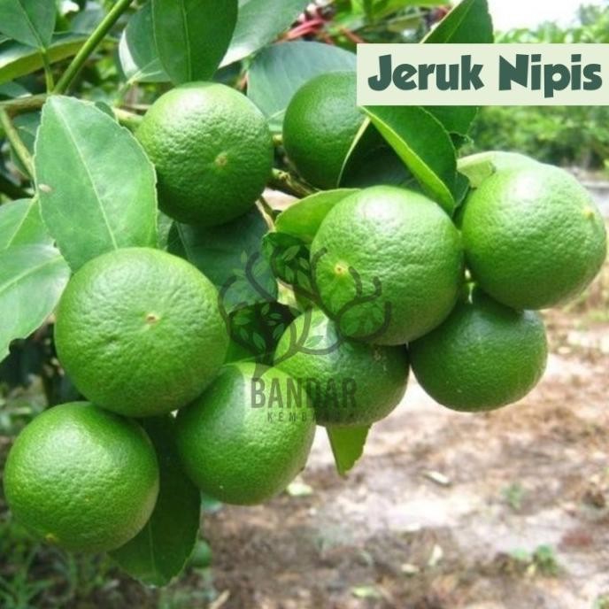 

Terlaris Bibit Buah Jeruk Nipis Tanaman Hias Sudah Berbuah Ee15 Istimewa