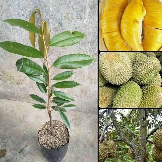 

Terlaris Benih/Bibit Durian Cepat Berbuah