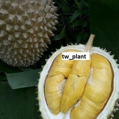 

Terlaris Bibit Durian Musangking Super Cepat Berbuah