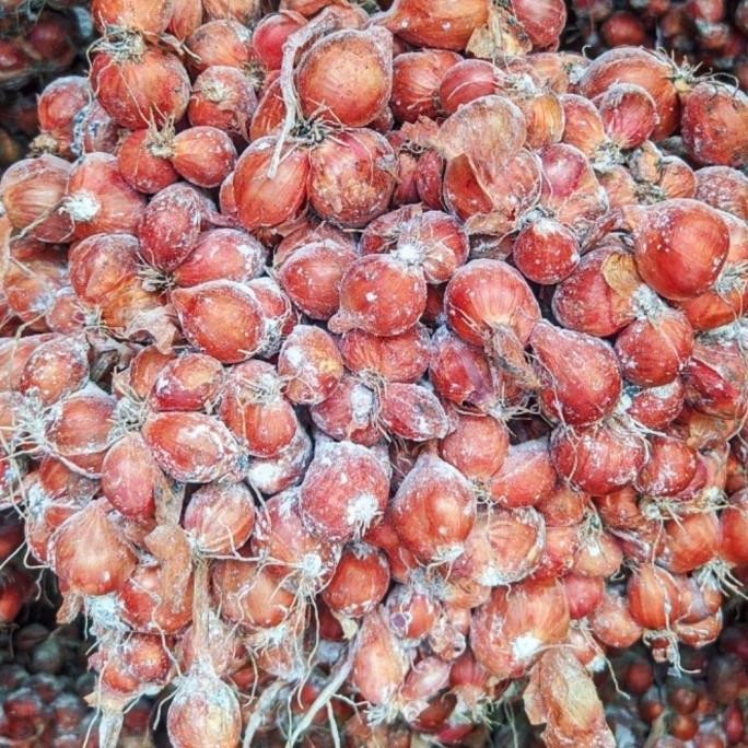 

Terlaris Bibit Bawang Merah Tajuk "Thailand Nganjuk" Super 1 Kg Siap Tanam