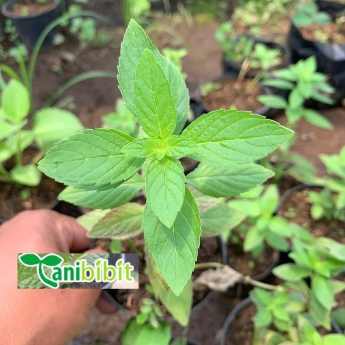 

Terlaris Bibit Daun Peppermint - Daun Mint Herbal Poilxy 7233Zy