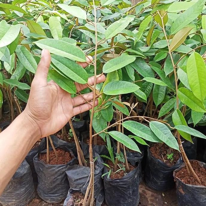 

Terlaris Bibit Durian Montong Thailand Kaki 3