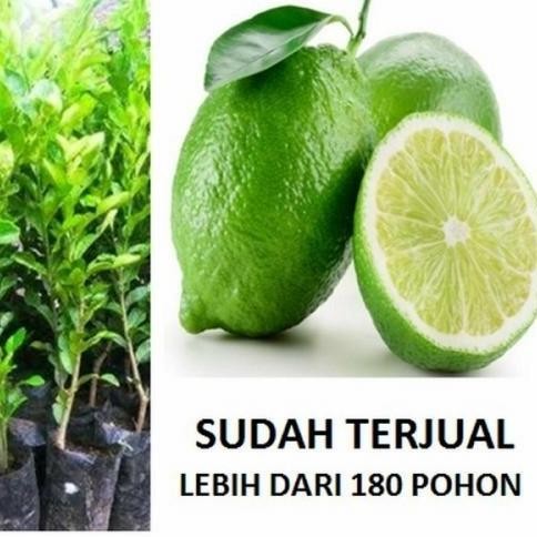

Terlaris Bibit Tanaman Buah Jeruk Nipis Beli 2 Gratis 1 Bibit Jeruk Purut