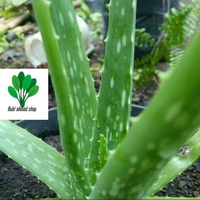 

Terlaris Bibit Tanaman Lidah Buaya/Aloe Barbadensis Miller