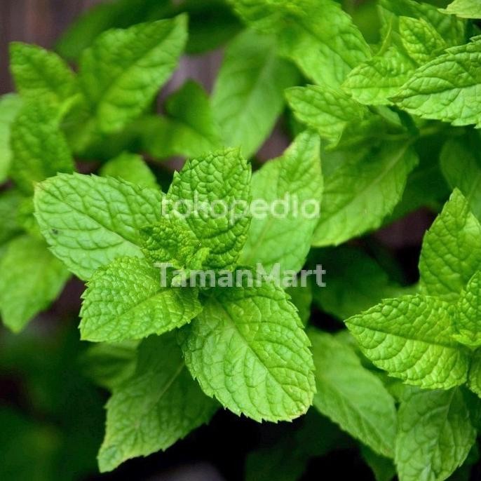 

Terlaris Bibit Daun Mint Hidup Tanaman Murah D0423