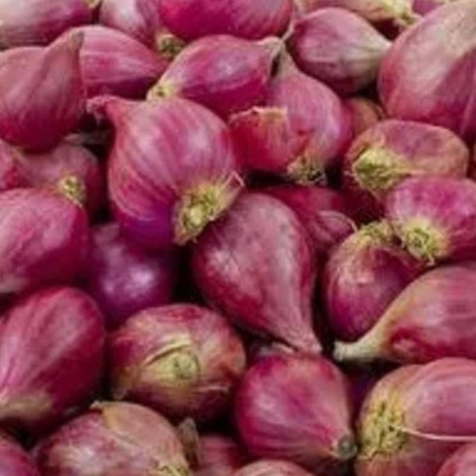 

Terlaris New Stok Bibit Unggul Bawang Merah Sanren F1 | Benih Bawang Merah Sanren F1