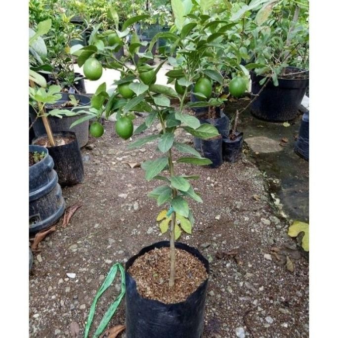 

Terlaris Bibit Jeruk Nipis Hasil Okulasi Cepat Berbuah Qiiltu 1414Vq