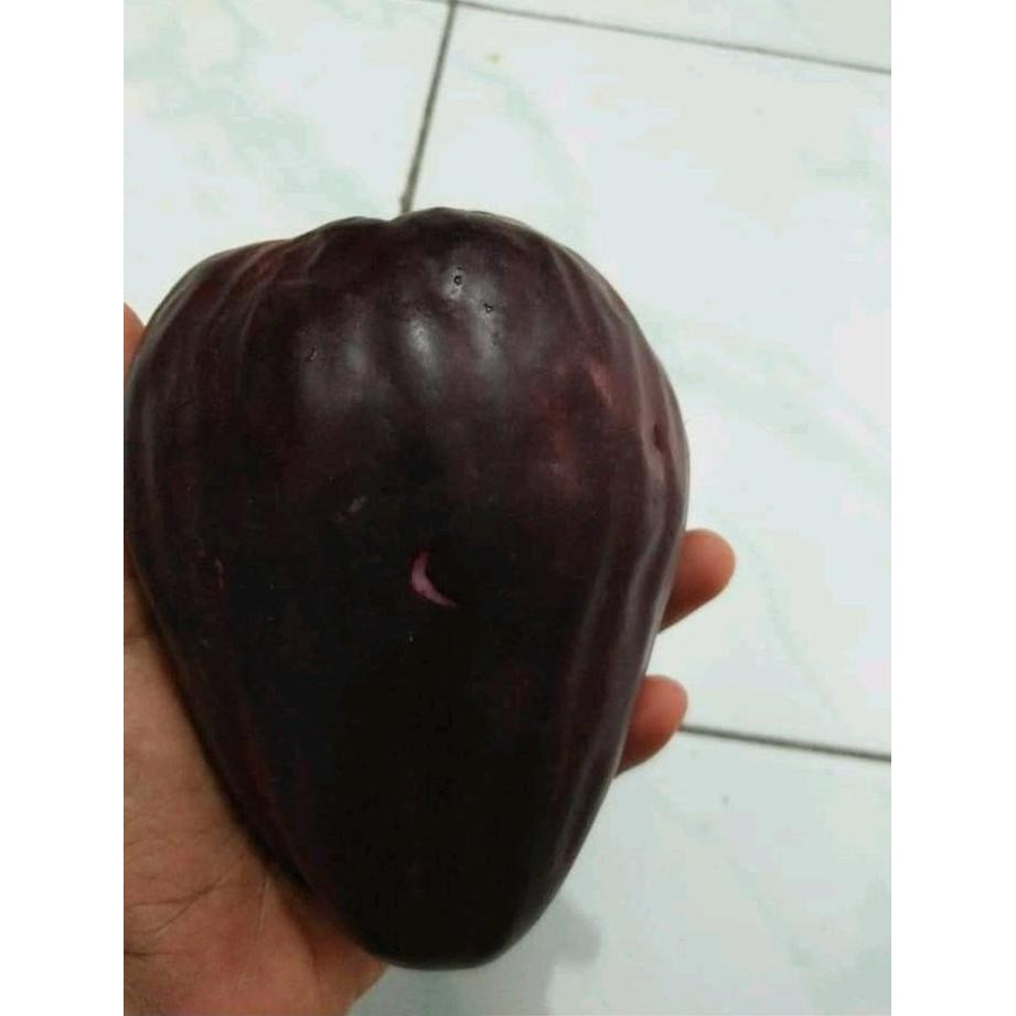 

Terlaris 3 Bibit Jambu Jamaika Super Jumbo Buah Nya