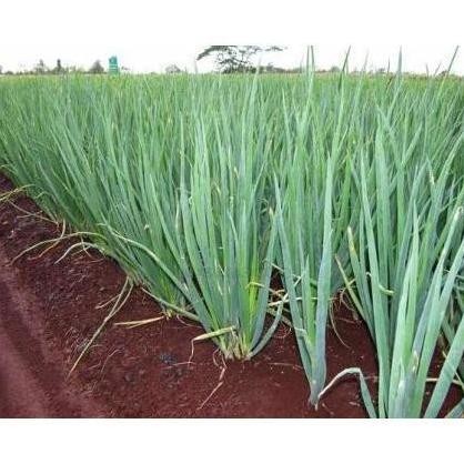 

Terlaris Benih Bawang Daun Blaze F1 Kemasan 10 Gram - Bibit Cap Panah Merah