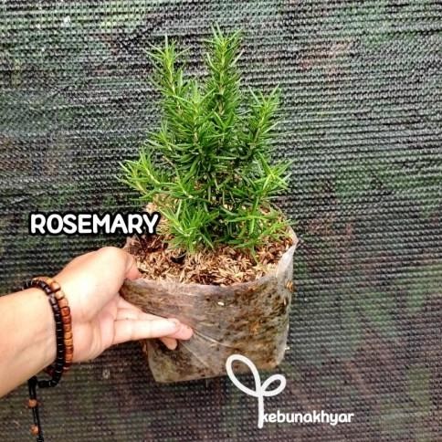 

Terlaris Best Rosemary Tanaman Hias Herbal Bibit Rosemery Rosmeri