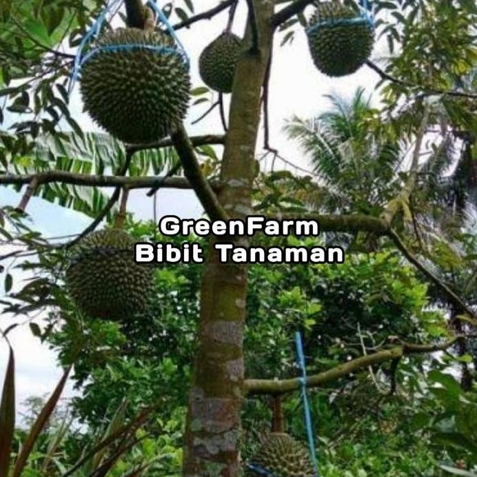 Terlaris Bibit Durian Monthong Thailand Kaki 3 Okulasi Terlaris