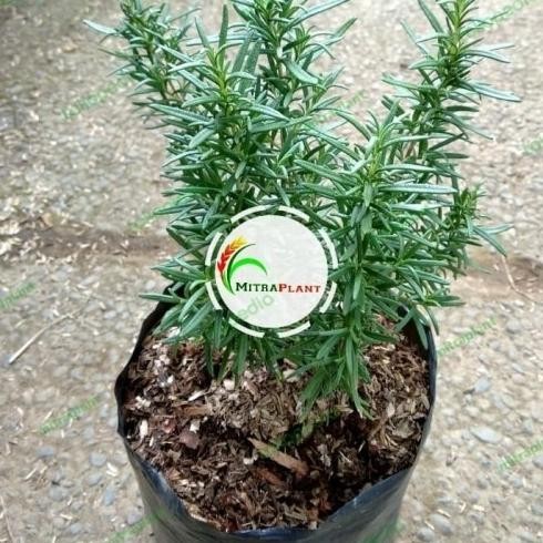 

Terlaris New Bibit Tanaman Rosemary - Pohon Daun Rosemari Bahan Bumbu Masak