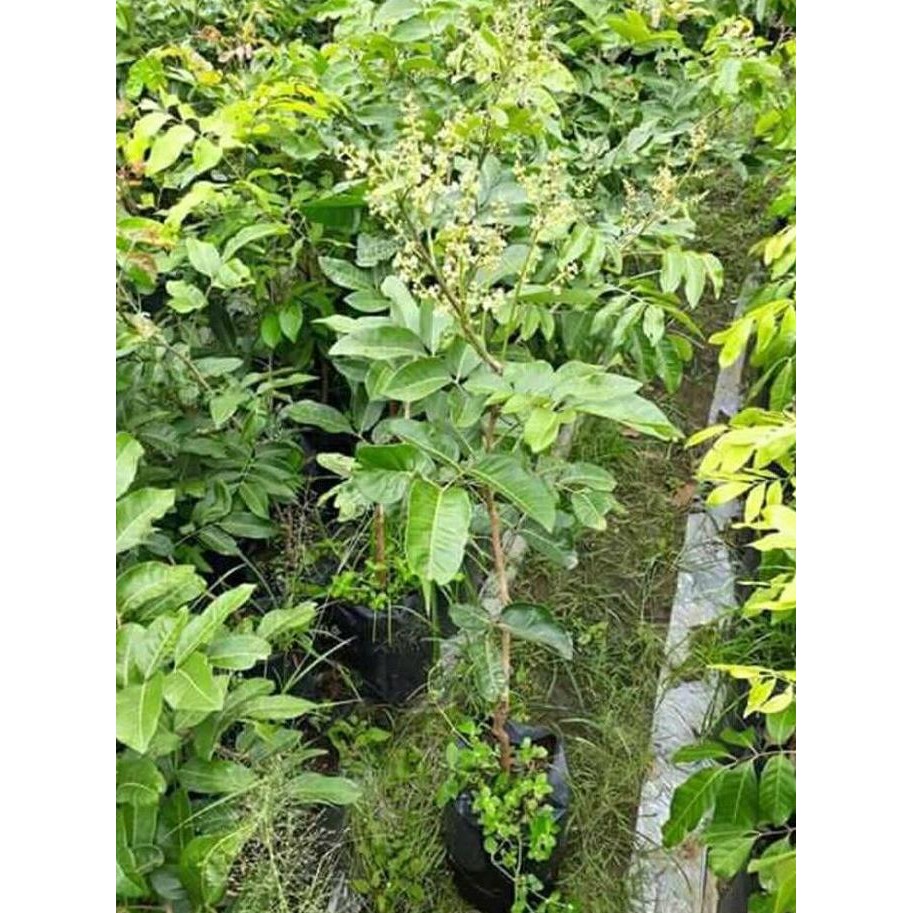 

Terlaris Bibit Tanaman Buah Kelengkeng Aroma Durian(Sudah Berbunga/Berbuah)
