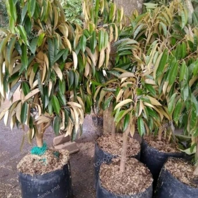 

Terlaris Bibit Durian Musangking Unggul Tinggi 1,5 Meter Bibit Durian Unggul