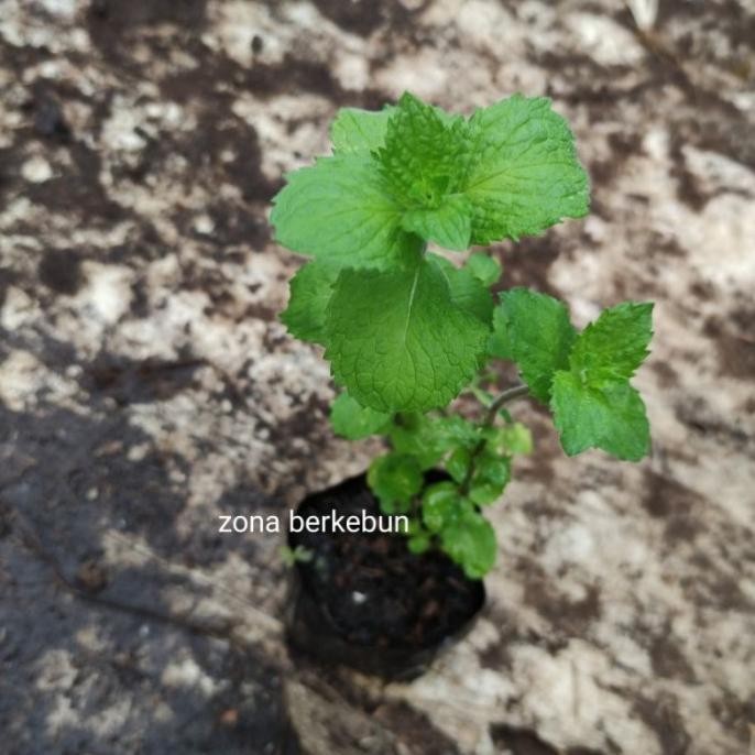 

Terlaris Daun Mint / Bibit Tanaman Egyptian Mint / Jenis Daun Min Ashqzn 4834Bf